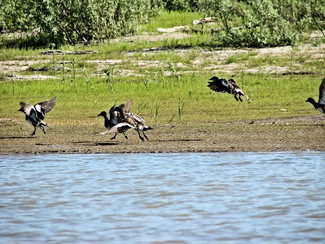 Les oiseaux d'eau sont très nombreux dans le bras Est, plus petit et plus calme.