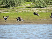 Les oiseaux d'eau sont très nombreux dans le bras Est, plus petit et plus calme.