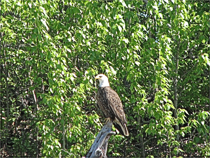 Aigle Pygargue.