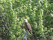 Aigle Pygargue.