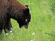 L'ours noir est omnivore et