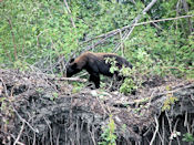 L'ours noir