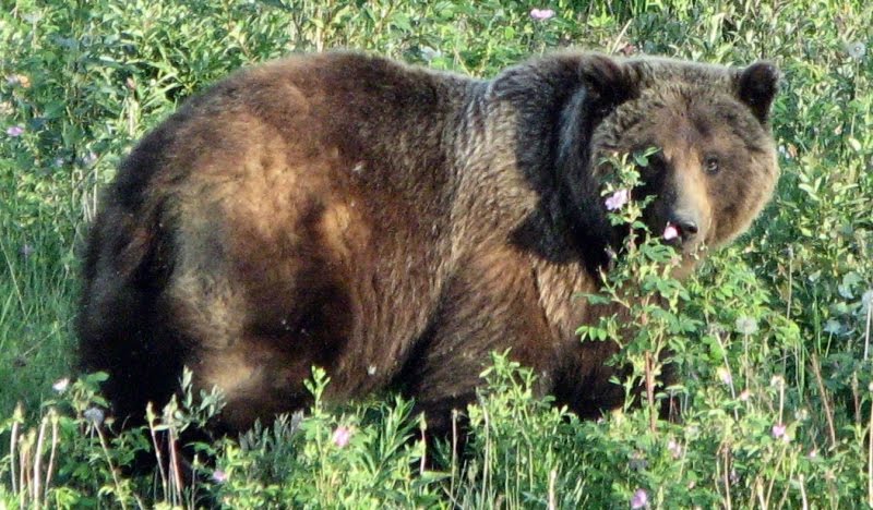 Femelle grizzli