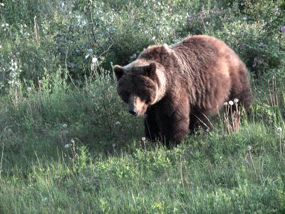 Grizzli entre Watson Lake et Fort Nelson.