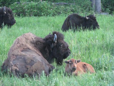 Groupe de bisons entre Watson Lake et Fort Nelson.