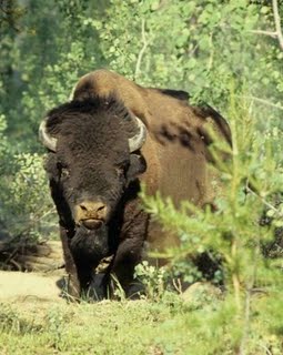 Bison des bois.