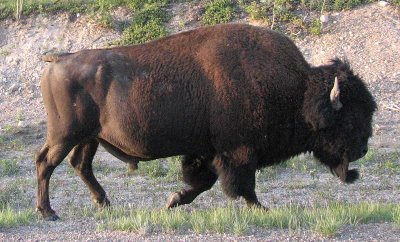 Bison