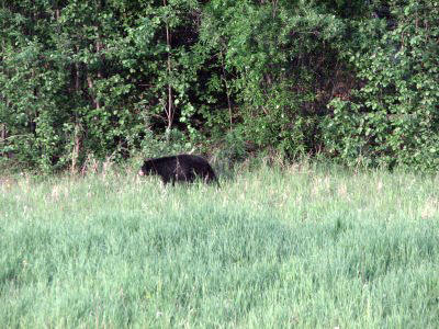 Ours noir entre Watson Lake et Fort Nelson.