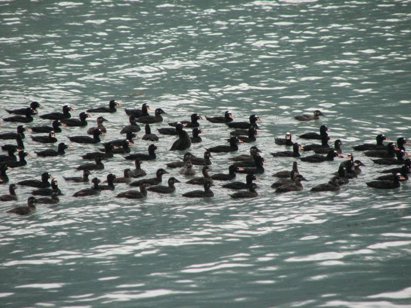 Macreuses à front blanc (Surf Scoter)