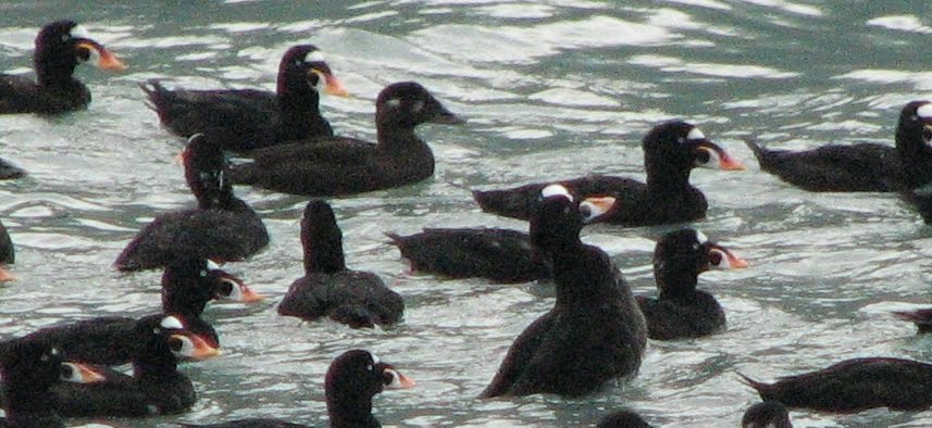 Macreuses à front blanc (Surf Scoter)