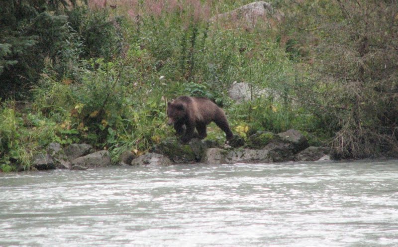 Grizzli à la pêche aux saumons