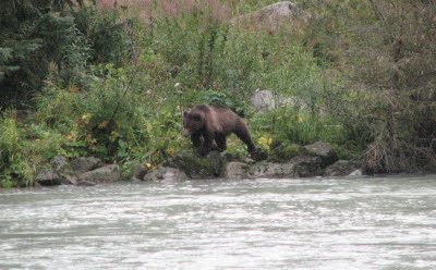 Grizzli à la pêche au saumon