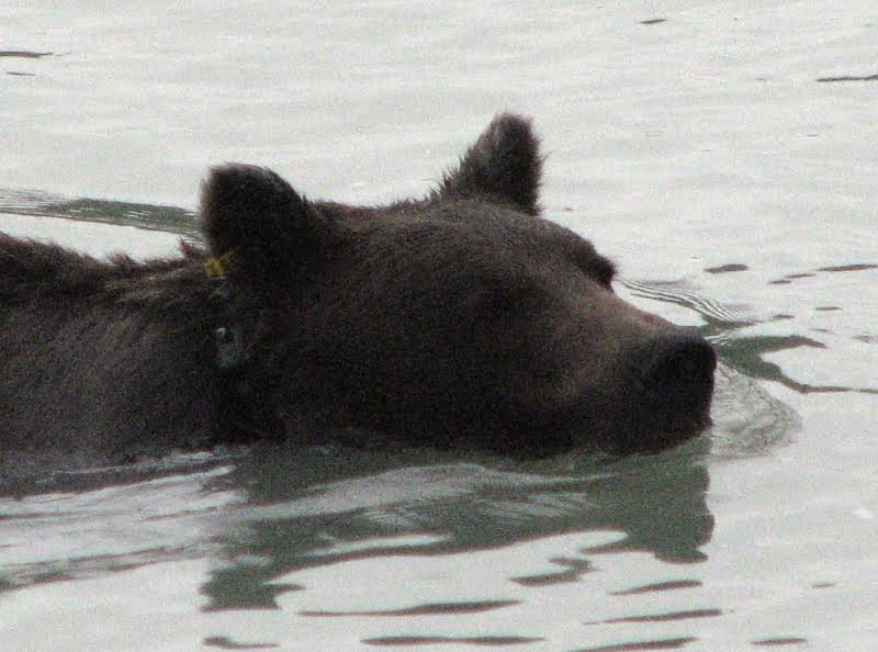 Grizzli avec un collier radio.