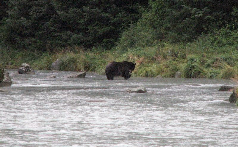 Grizzli à la pêche aux saumons