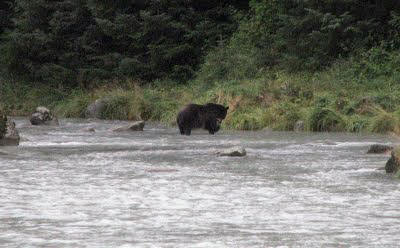 Grizzli à la pêche au saumon