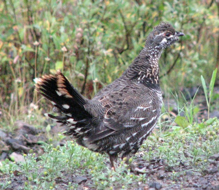 Blue Grouse mâle (Tetras sombre)