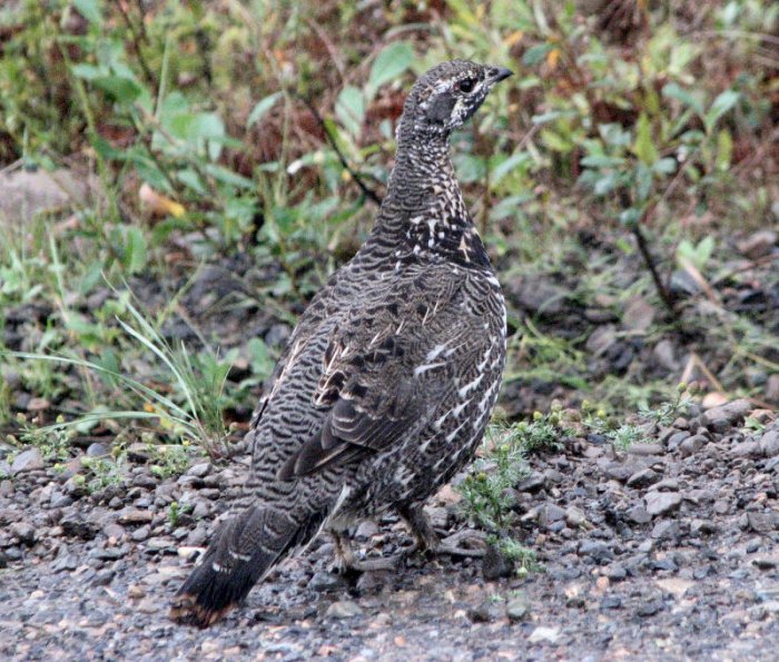 Blue Grouse femelle (Tetras sombre)