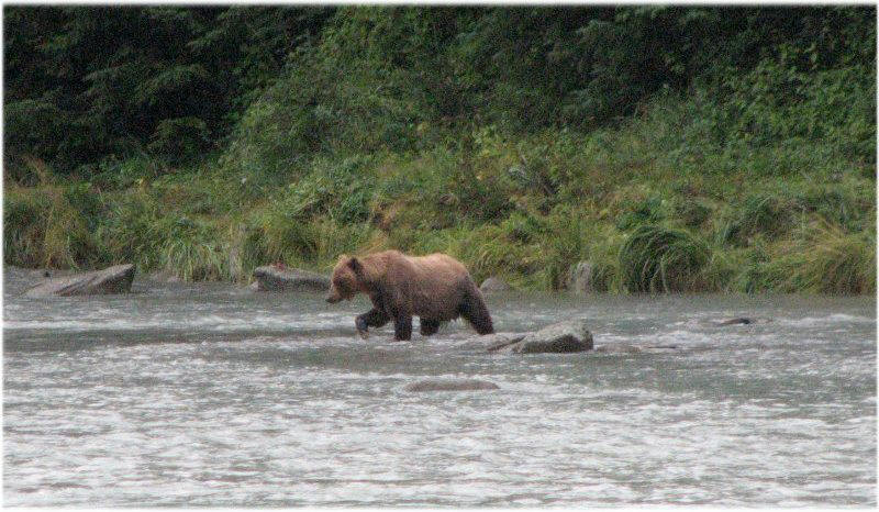 Une mère à la pêche pour ses deux oursons.