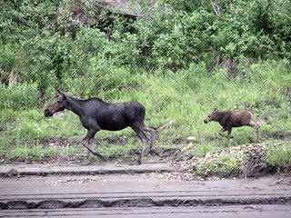 Femelle orignal et son petit.