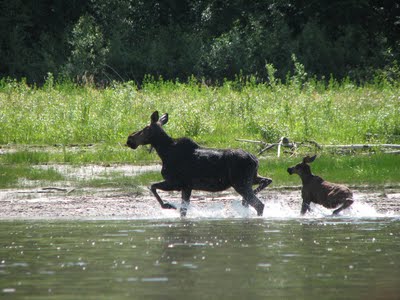 Sur une petite île au milieu de la rivière Stewart