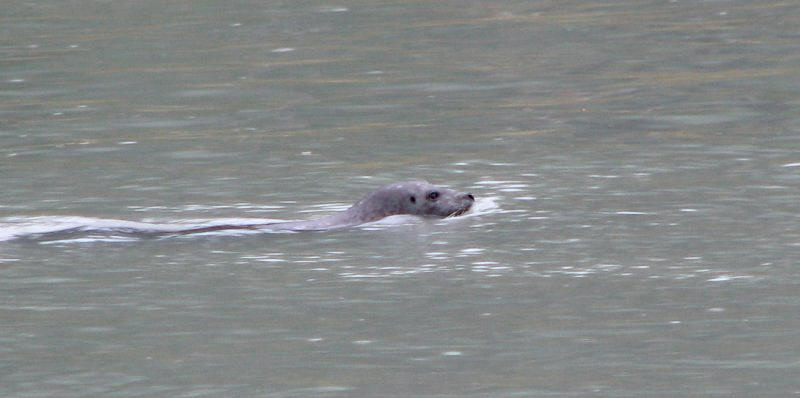 Phoque commun (Harbour Seal)