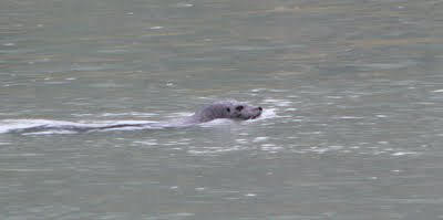 Harbour seal