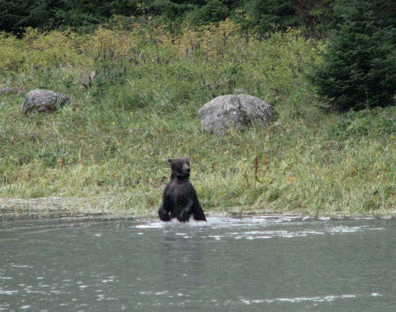 Grizzli en alerte.