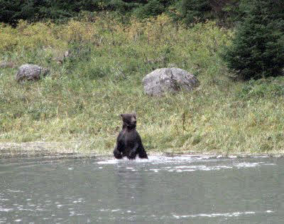 Grizzli en alerte