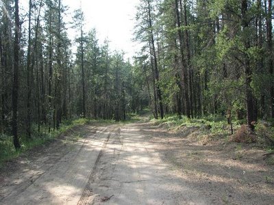 Wood Buffalo - Forêt de conifères