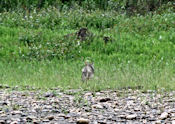 Les coyotes... on les entend... Mais en voilà la queue d'un !