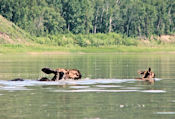 Dans l'eau pour échapper aux taons...