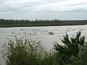 Le lendemain la situation s'est agravée... La rivière charie des centaines de troncs.