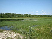 Lac marécageux dans le Wood Buffalo.