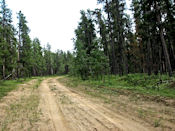 Forêt idéale pour les bisons des bois.