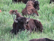 Bison des bois.