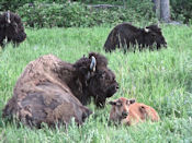 Femelle bison et son petit.