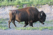 Mâle bison des bois