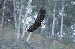 Aigle Pygargue.