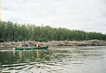 Il y a beaucoup d'amoncellements de troncs le long de la Pelly.