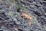 Cerf Mulet femelle (Mule Deer)