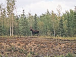 Orignal sur la Pelly, en dessous de Granite Canyon.