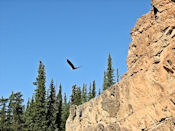 Un Pygargue veille au bord de Salmon Trout River.