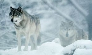 Loups gris en pleine tempête de neige