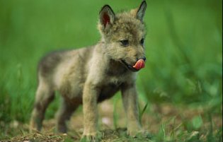 A gray wolf cub licks his nose