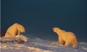 Two polar bears (Ursus maritimus) prepare to fight each other