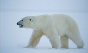 Ours polaire marchant dans la neige