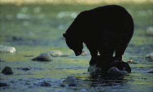 Un ours perché sur un rocher à la recherche d'un poisson