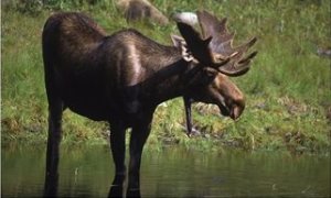 Moose in Habitat, Denali National Park