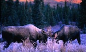 Two Moose in musk in the Denali National Park, Denali National Park & Preserve, U.S.A