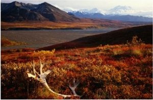 Caribou antlers on the tundra in Denali National Park, Denali National Park & Reserve,Alaska